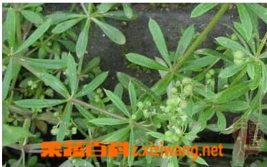红丝线的功效与作用