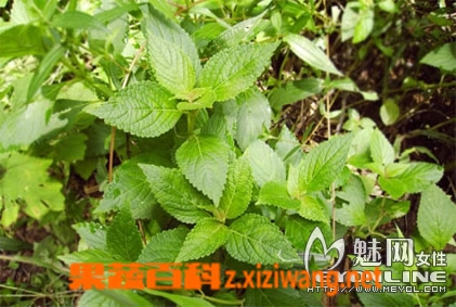 溪黄草的功效