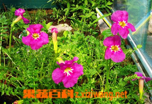 角蒿的功效与作用