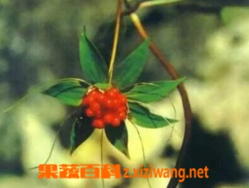 七叶一枝花的功效与作用