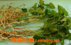 鱼腥草的功效与作用有哪些