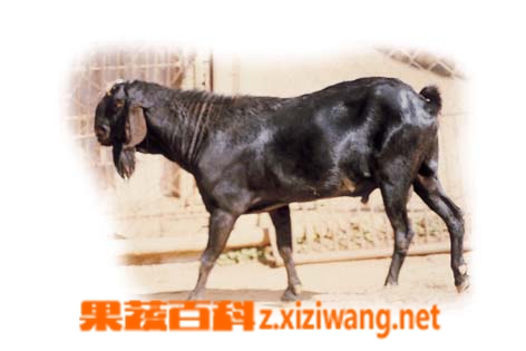 羊乳的作用和功效
