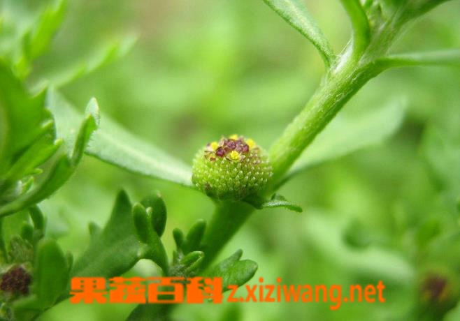 中药鹅不食草的功效与作用