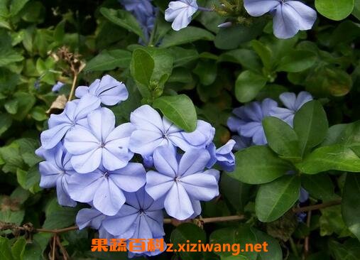 银花草药材有什么功效和药用价值
