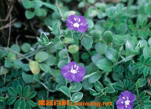 银花草药材有什么功效和药用价值