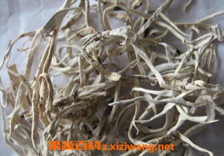 芝麻根的功效与作用及禁忌