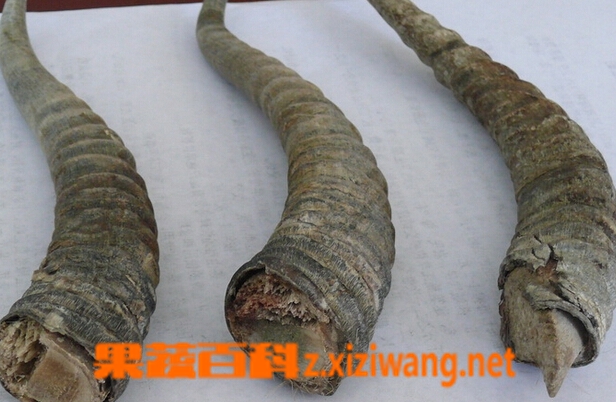 黄羊角的功效与作用 黄羊角的药用价值