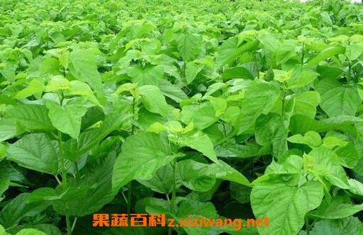 桑叶的药用价值与用法