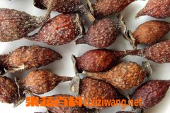 金樱子的功效与作用及食用方法