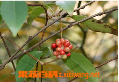 风沙藤的功效与作用