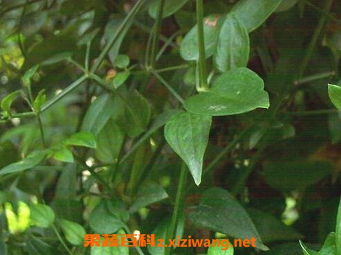 茜草的功效与作用 中药茜草的药用价值