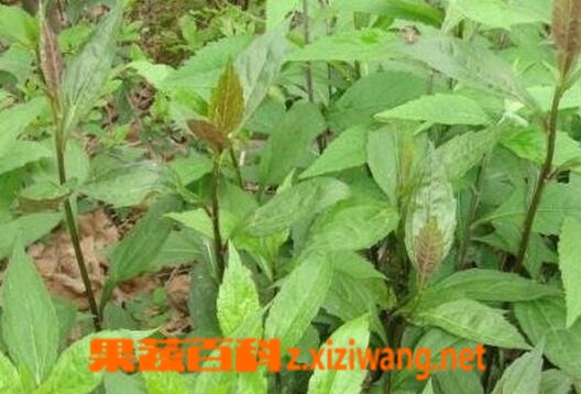 小柴胡的功效与作用