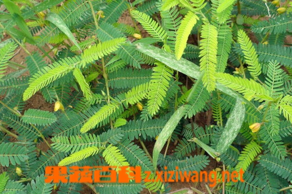 中药合萌叶的功效与作用