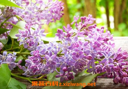 丁香的功效与作用 丁香的药用价值