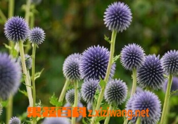 中药漏芦的功效与作用