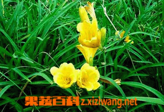 金针头的功效与作用