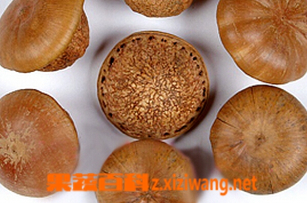 什么是壮阳果 壮阳果的功效与作用