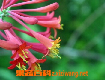 贯叶忍冬的功效与培育