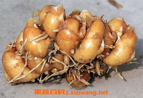 沙姜的功效和作用 沙姜的药用价值
