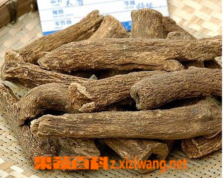 木香图片 木香的功效与作用