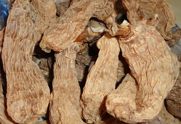 野生天麻的食用方法与禁忌
