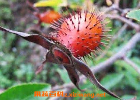 金樱子的功效与作用及禁忌