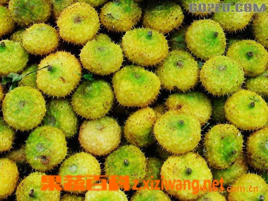 刺梨的功效与作用