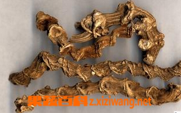 竹节参的功效与作用