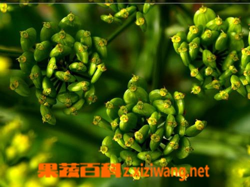 川芎的功效和作用