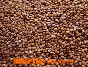 假酸浆的功效与作用