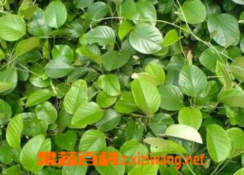 白鹤藤的功效和作用