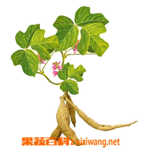 葛根的作用