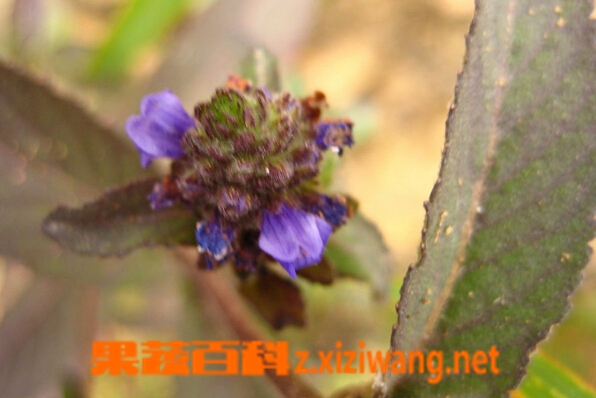 大头陈的功效与作用