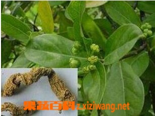 巴戟天的功效和作用