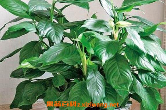 万年青的功效与作用 万年青的禁忌