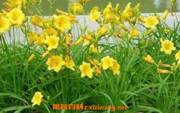 萱草的功效与作用 萱草的药用价值