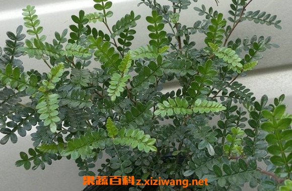 养胡椒木有什么好处 胡椒木放室内有毒