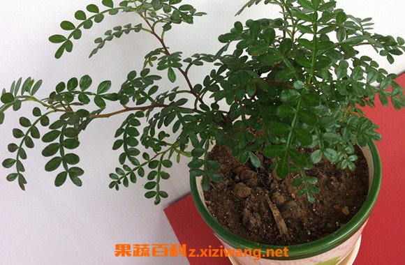 养胡椒木有什么好处 胡椒木放室内有毒