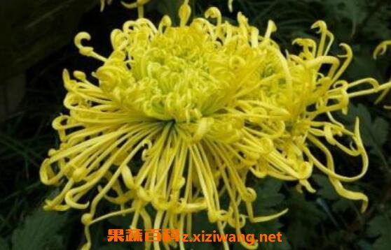 菊花的功效与作用 吃菊花的好处