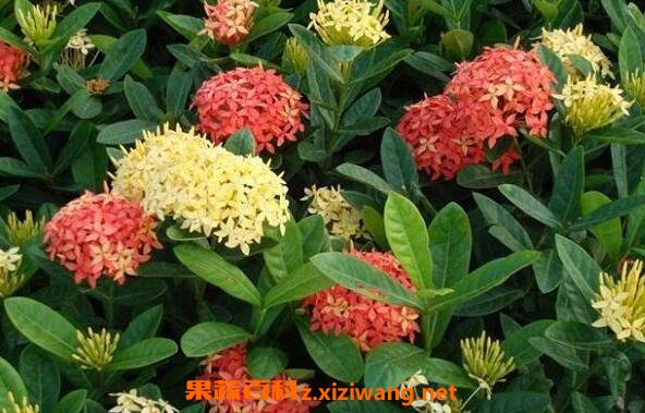 龙船花的功效与作用 龙船花的养殖方法