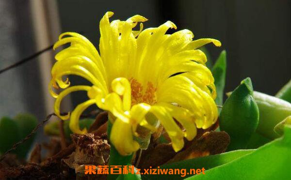 佛手花的功效与作用 佛手花的副作用