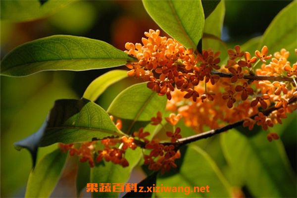 桂花果怎么吃 桂花果的食用方法