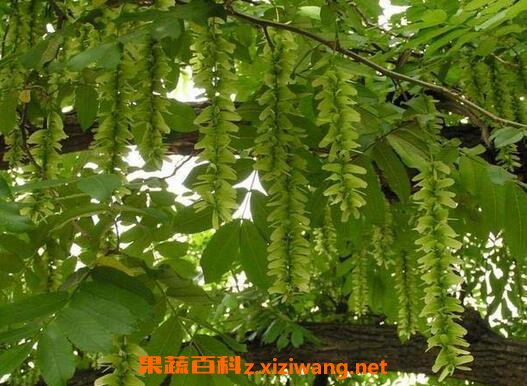枫杨叶的作用与药用价值