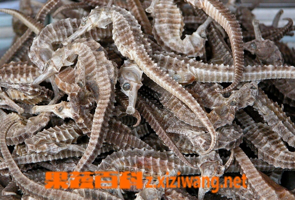 海马的功效与作用有哪些