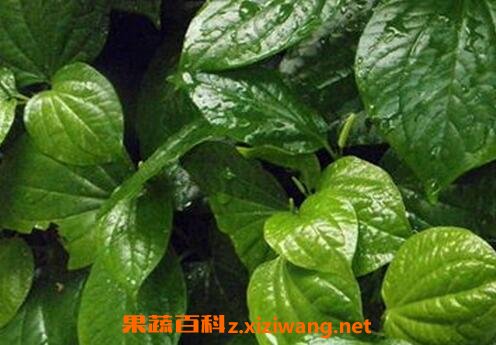 芦子的功效与作用 芦子的药用价值