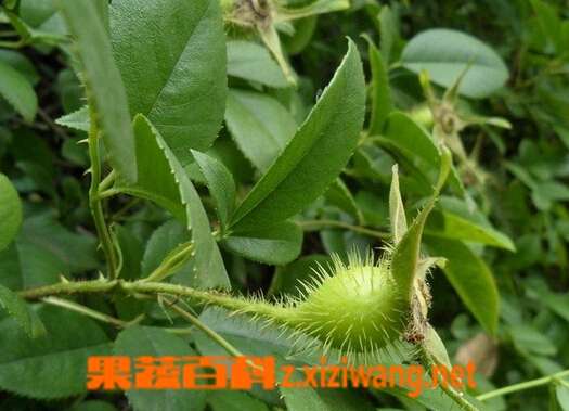 金缨根的功效与作用