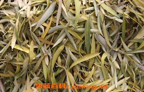 柳叶的药用功效与作用