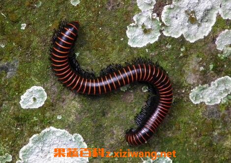 马陆的药用价值及功效作用