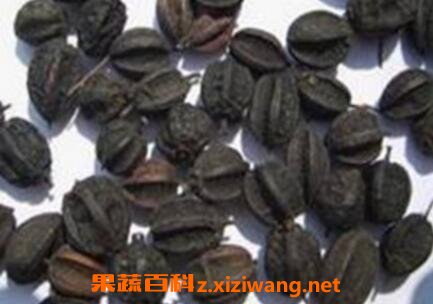 野生刺五加果的功效与药用价值