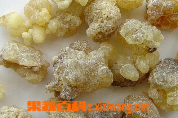 乳香的功效与作用有哪些